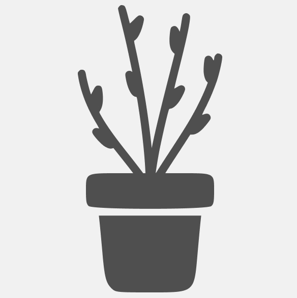 саженец (горшок 12 см)