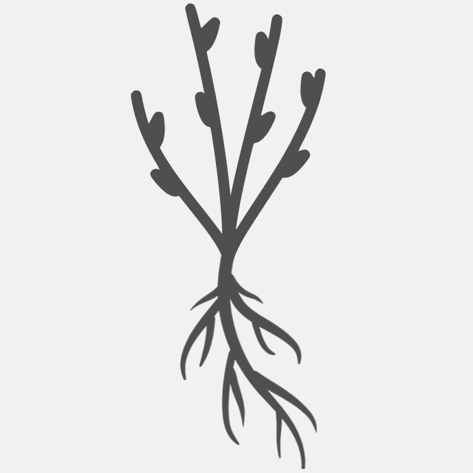 привитой саженец (ОКС)