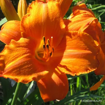 Лилейник Мауна Лоа