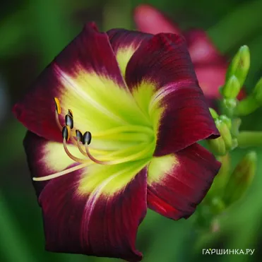 Лилейник Найт Бекон