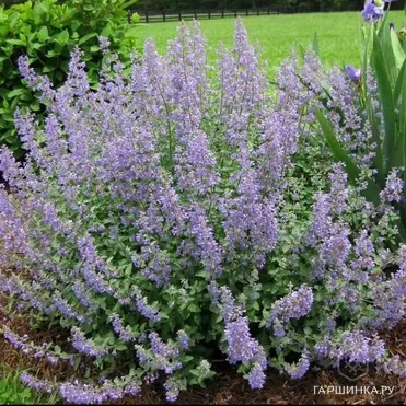 Котовник Фассена Парсиан Блю