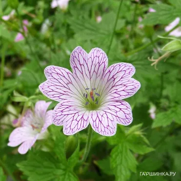 Герань садовая Лэйс Тайм