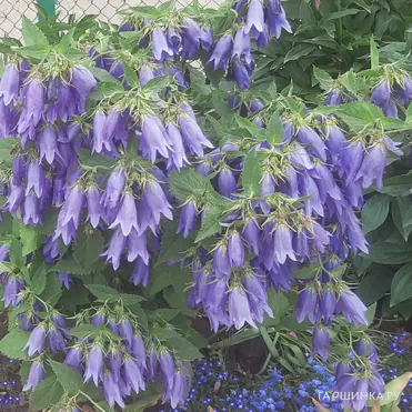 Колокольчик Сарастро