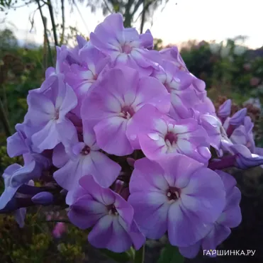 Флокс Мирослав