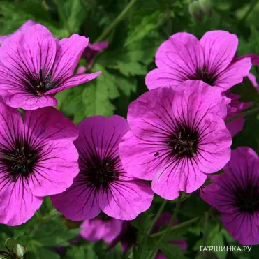 Герань Литл Дэвид