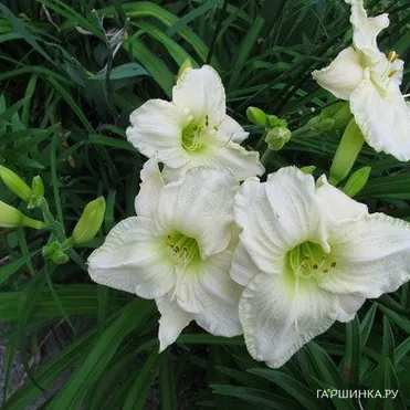 Лилейник Кул Ит