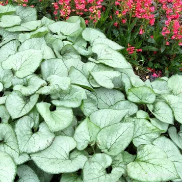 Бруннера Лукин Гласс