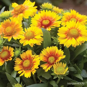 Гайлардия Аризона априкот