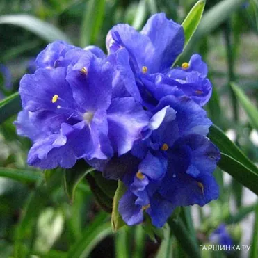 Традесканция Церулеа плена