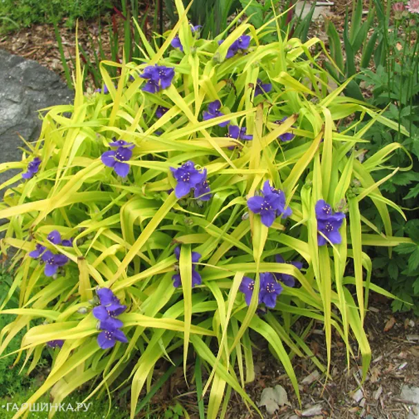 Традесканция Свит Кейт