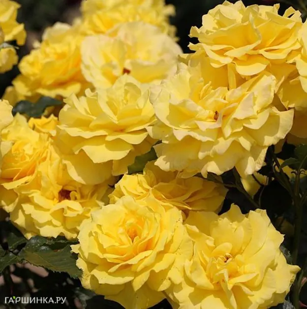 Роза Фрезия, Кордес (лиц)