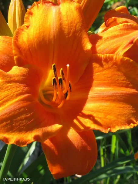 Лилейник Мауна Лоа