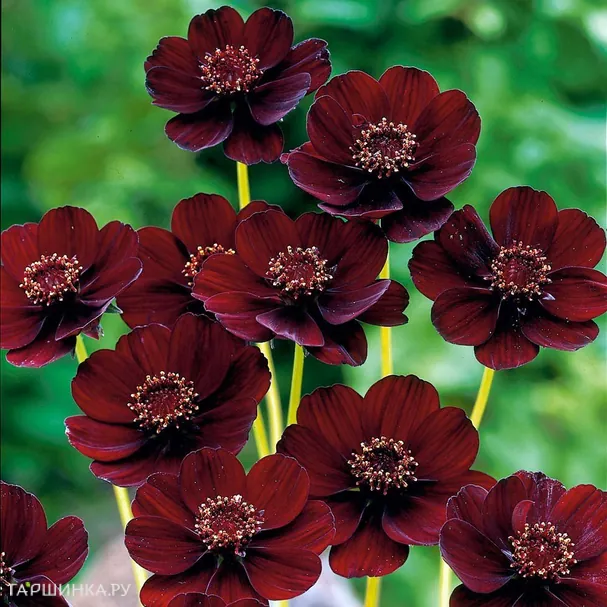 Космея (Космос) кроваво - красная