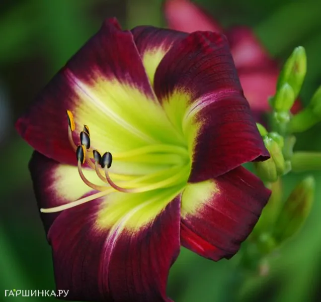 Лилейник Найт Бекон