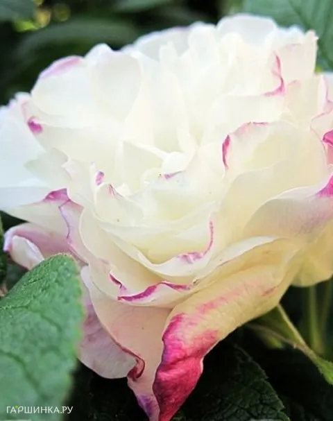 Роза Луиза Багнет канадская парковая (лиц)