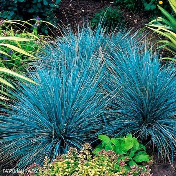 Овсяница сизая