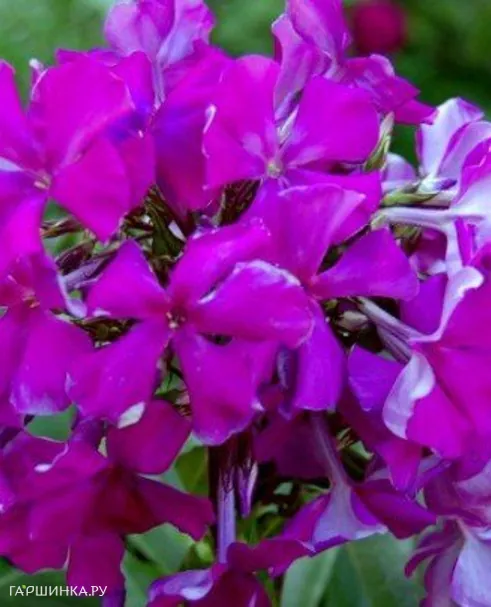 Флокс Шансон