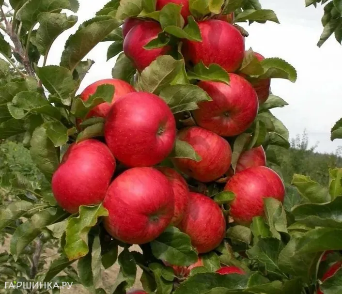 Яблоня Поэзия колоновидная