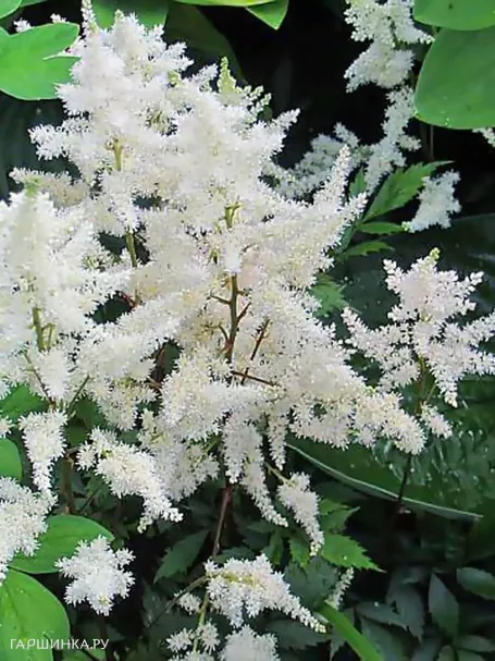 Астильба Арендса Бумальда