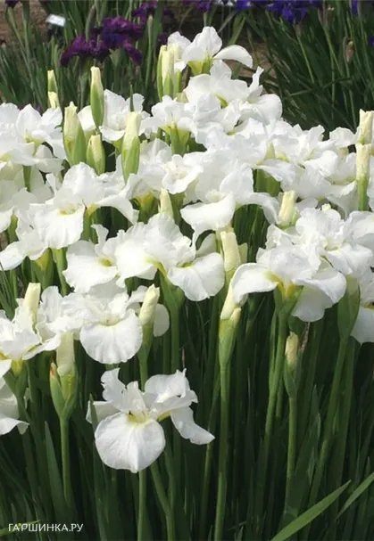 Ирис сибирский Суон ин Флайт