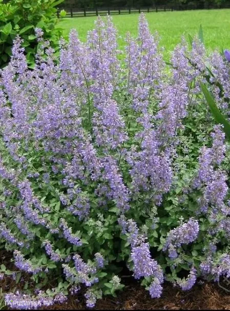 Котовник Фассена Парсиан Блю