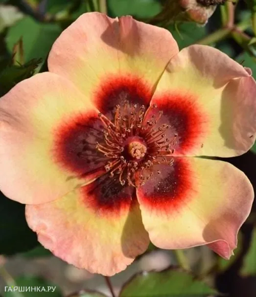 Роза Фэнси Бэбилон Айз, Интерплант (лиц)