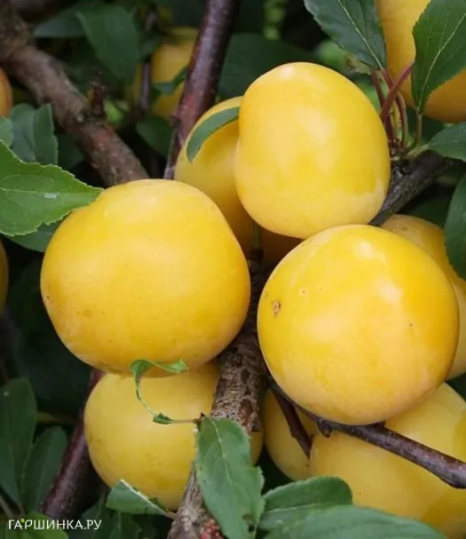 Слива Яичная Желтая