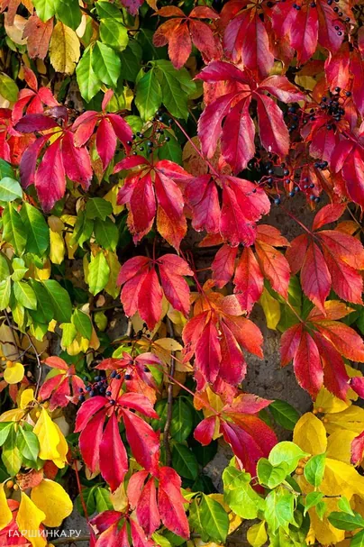 Девичий виноград