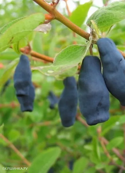 Жимолость Фиалка