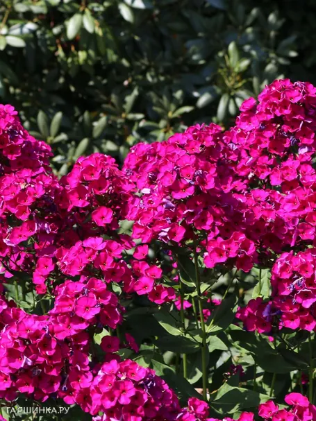 Флокс Рейвинг Бьюти метельчатый