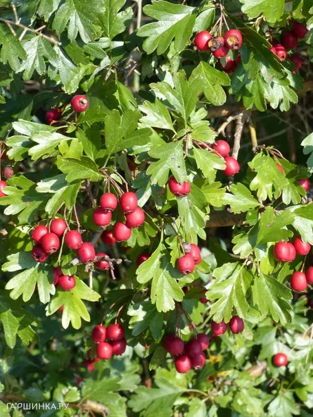 Боярышник однопестичный