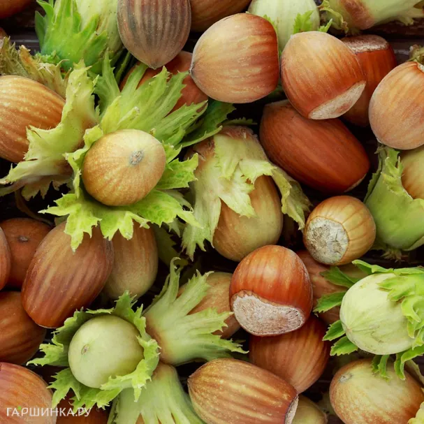 Лещина Фертиль де Кутар