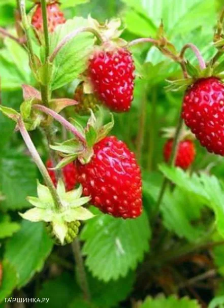 Земляника Али Баба 0.04г