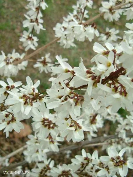 Абелиолистник (Форзиция белая)