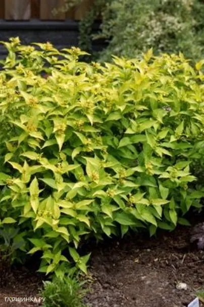 Диервилла Ханиби ручейная