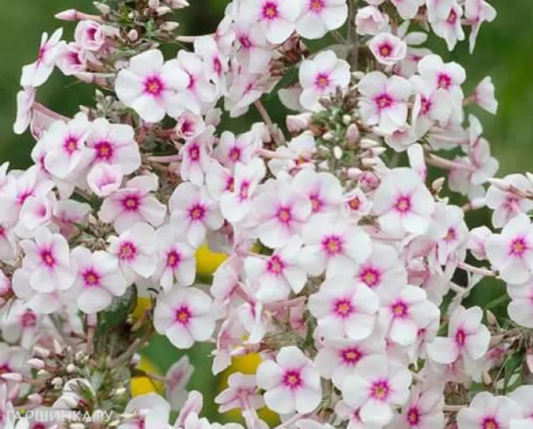 Флокс Дельта пирамидальный