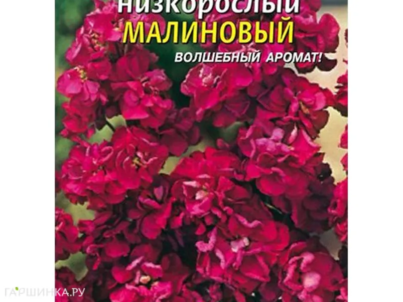 Левкой Малиновый низкорослый