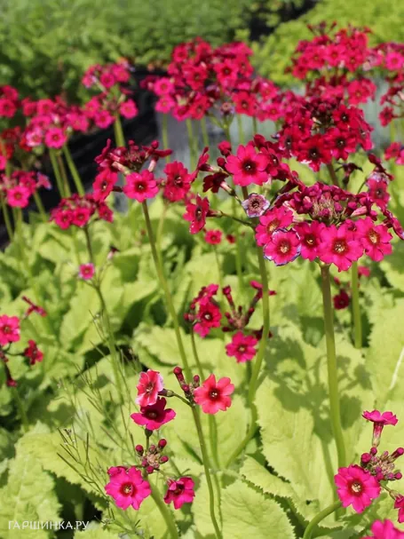 Примула японская Миллерс Кримсон