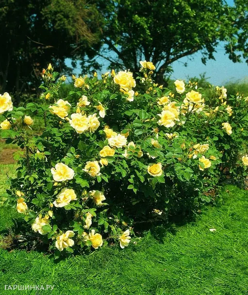 Роза Гелбе Дагмар Хаструп ругоза (лиц)