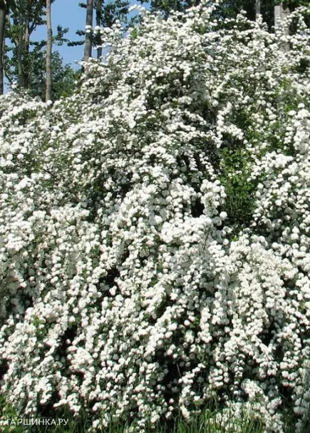 Спирея ниппонская Уайт Карпет