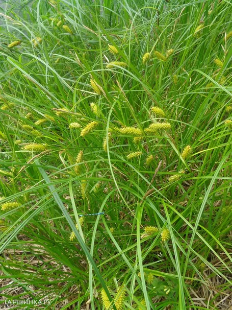 Осока просяная