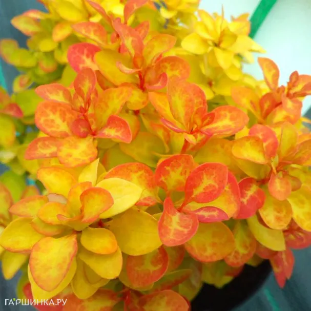 Барбарис Тунберга Саммер Сансет