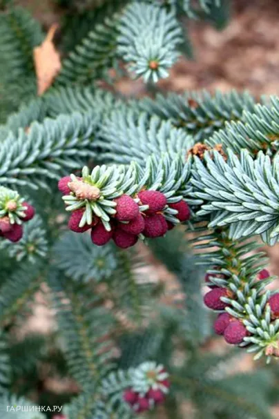 Пихта испанская Глаука