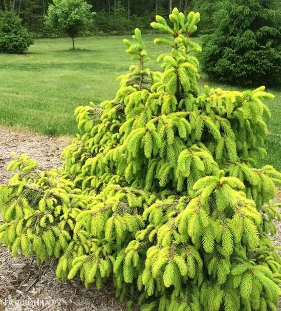 Ель обыкновенная Акрокона Голден