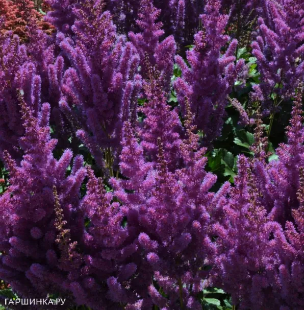 Астильба Блэк Перлс китайская