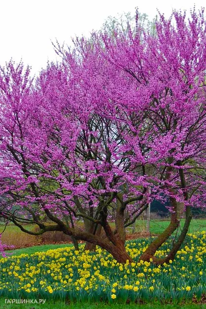 Багрянник (Церцис) канадский