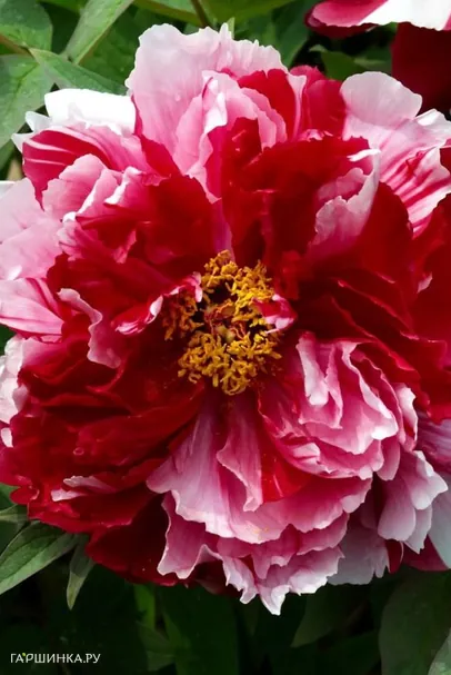 Пион древовидный Ред виз Пинк