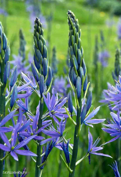 Камассия Блю Мелоди