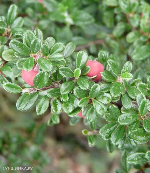 Кизильник мелколистный