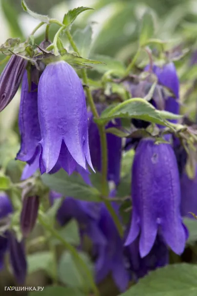 Колокольчик Кент Бель